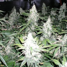 Насіння White Widow Feminised