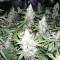Насіння White Widow Feminised