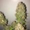Auto Northern Lights Feminised