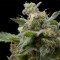 Насіння Auto Super Hash Feminised