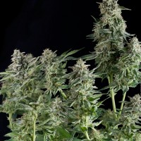 Насіння Northern Lights Feminised