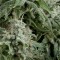 Auto Northern Lights Feminised