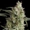 Насіння Super OG kush Feminised