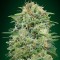 CBD White Widow Feminised