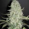 Насіння White Widow Feminised