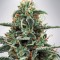Насіння White Widow Feminised