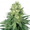 Насіння White Widow Feminised