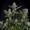 Насіння White Widow Feminised