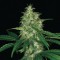 Насіння Amnesia Gold Feminised