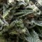 Насіння Auto CBD New York City Feminised
