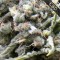 Насіння Auto CBD White Widow Feminised