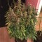 Насіння Auto White Widow Feminised