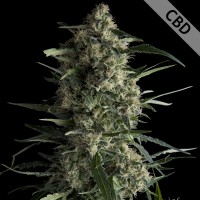 Насіння CBD Galaxy Feminised