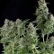 CBD Northern Lights Feminised