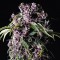 Насіння Purple Feminised