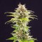 Насіння Super OG kush Feminised
