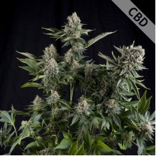 Насіння CBD White Widow Feminised