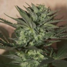 Насіння Auto Great White Feminised F1 Seedsman