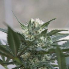 Насіння Auto Kush Feminised F1 Seedsman