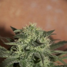 Насіння Auto Lemon Feminised F1 Seedsman