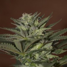 Auto Mini Gun Feminised F1 Seedsman