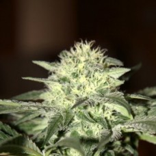 Auto Moscow Feminised F1 Seedsman