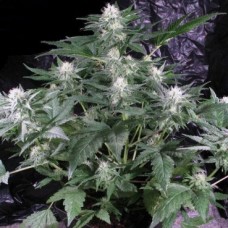 Насіння G13 Haze F1 Seedsman