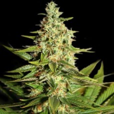 Насіння G13 Skunk F1 Seedsman