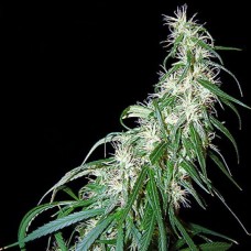 Насіння Mama Thai F1 Seedsman