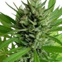 Насіння Top Skunk44 Feminised