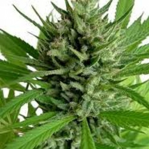 Насіння Top Skunk44 Feminised