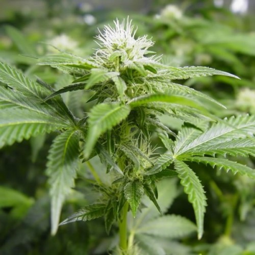 Насіння White Widow F1 Seedsman