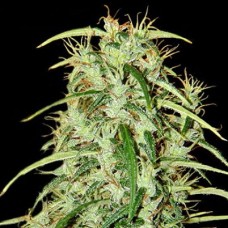 Skunk Haze F1 Seedsman