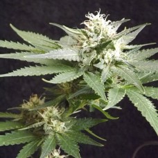 Насіння Top Skunk44 