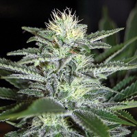 White Widow