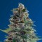 Насіння Himalaya Blue Diesel Feminised
