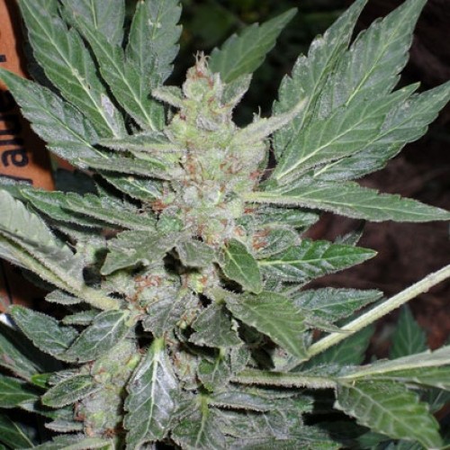 Насіння Dr. Feelgood Feminised