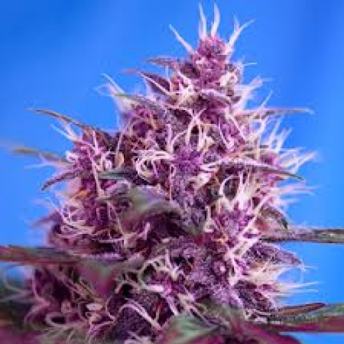 Насіння Auto Red Poison Feminised