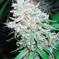 Насіння Amnesia Haze Feminised