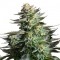 Насіння Auto Amnesia Haze Feminised