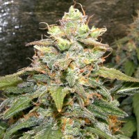 Насіння Auto Biggest Bud Feminised