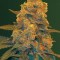 Насіння Auto Blow Dream Feminised