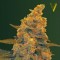 Насіння Auto Blue Dream Feminised 