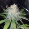 Насіння Auto Blue Dream Feminised 
