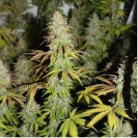 Насіння Auto Bubblegum+ Pro Feminised