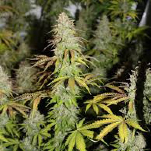Auto Bubblegum+ Pro Feminised