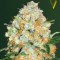 Насіння Auto Bubblegum+ Pro Feminised