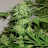 Насіння Auto Northern Light Feminised