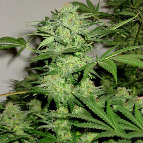 Насіння Auto Northern Light Feminised