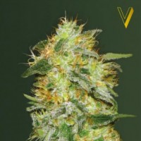 Auto Original Lemon Skunk Feminised